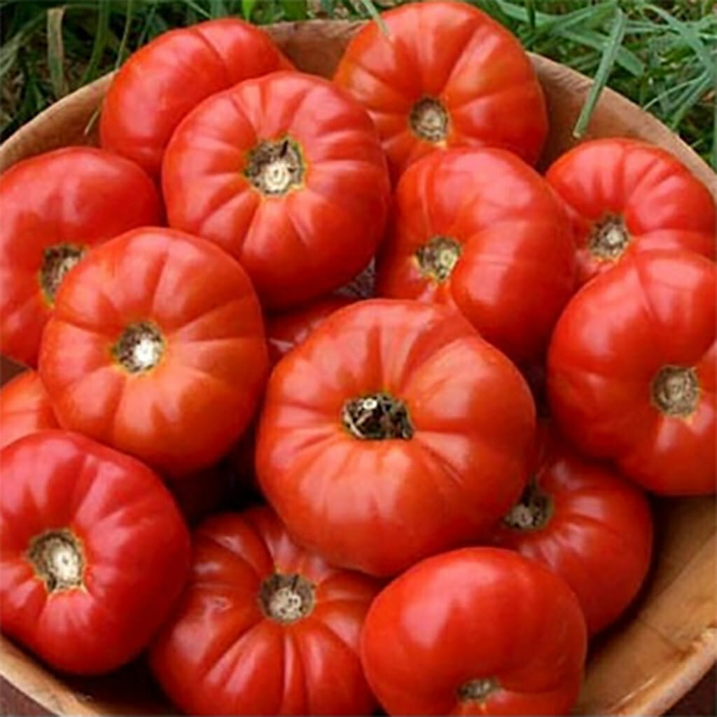TOMATO - Burnley Bounty - Lycopersicon esculentum