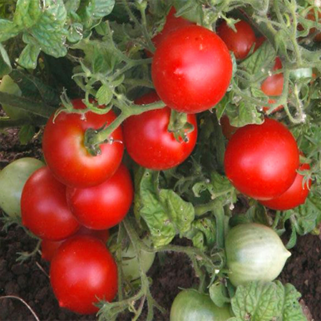 TOMATO - Early Cascade - Lycopersicon esculentum