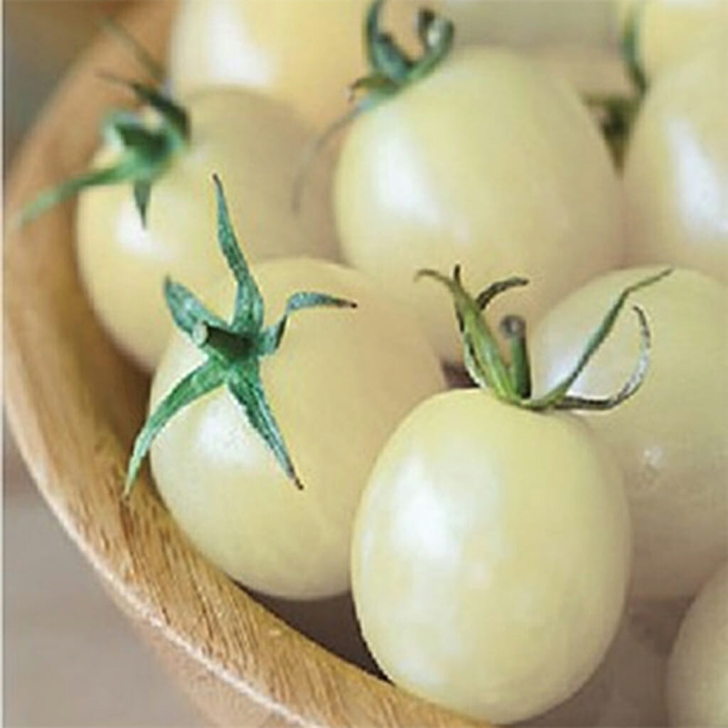 TOMATO - Ice - Lycopersicon esculentum