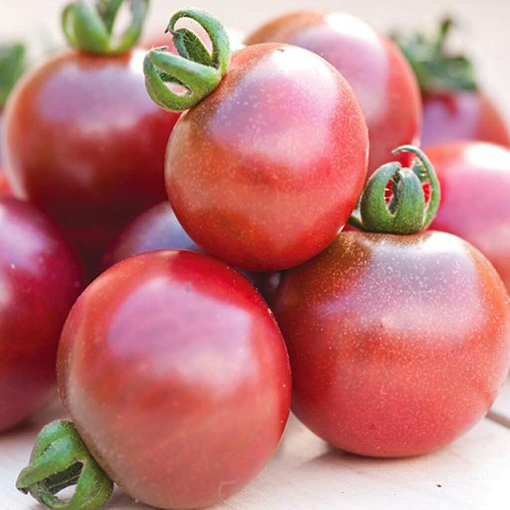 TOMATO - Pink Delight - Lycopersicon esculentum