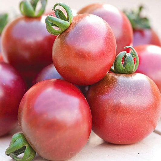 TOMATO - Pink Delight  - Lycopersicon esculentum
