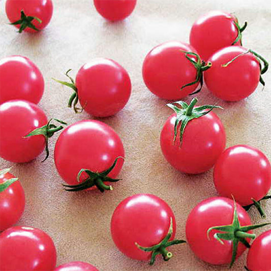 TOMATO - Pink Marbles  - Lycopersicon esculentum