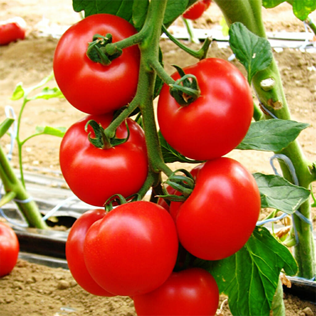 TOMATO - Prosperity - Lycopersicon esculentum