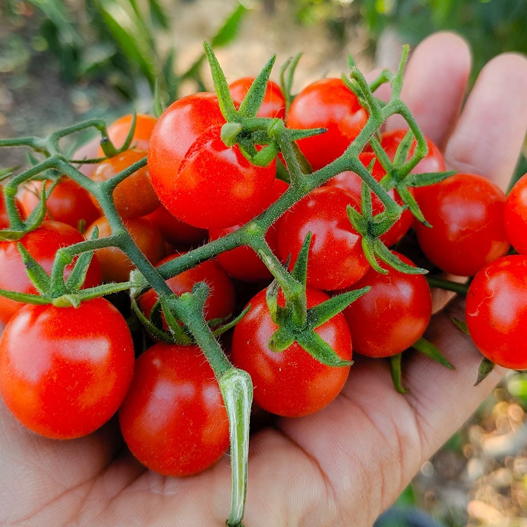 TOMATO - Red Current - Lycopersicon esculentum