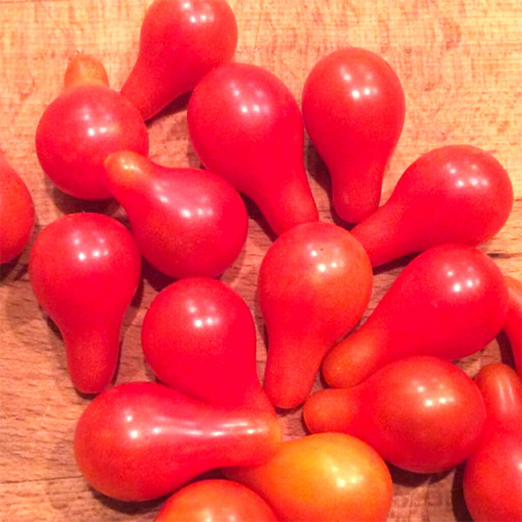TOMATO - Red Fig - Lycopersicon esculentum