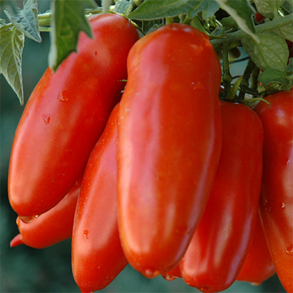TOMATO - San Marzano - Lycopersicon esculentum