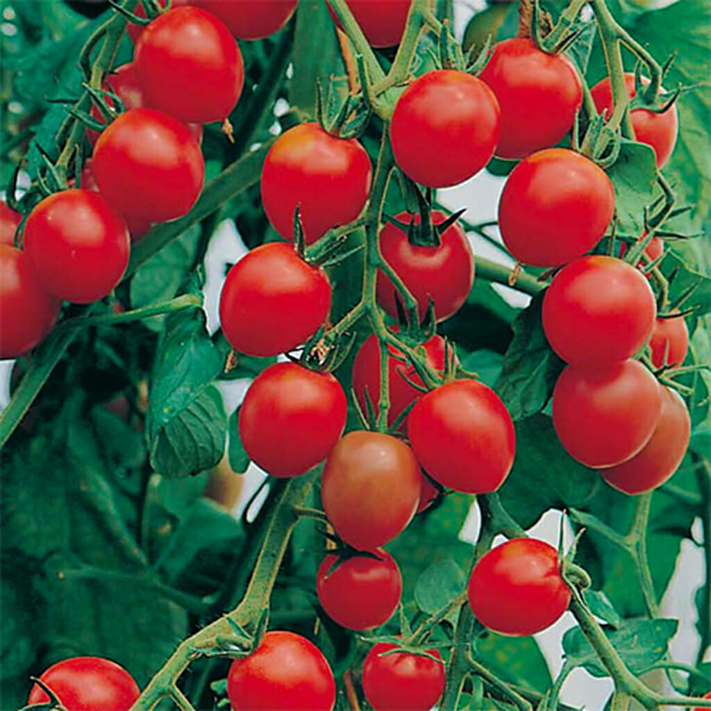 TOMATO - Sugar Lump - Lycopersicon esculentum