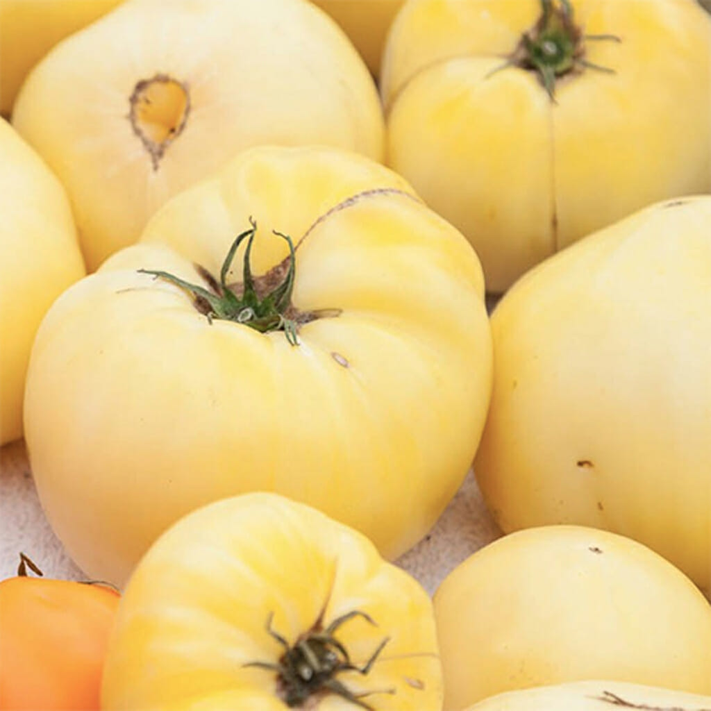 TOMATO - White Beauty - Lycopersicon esculentum