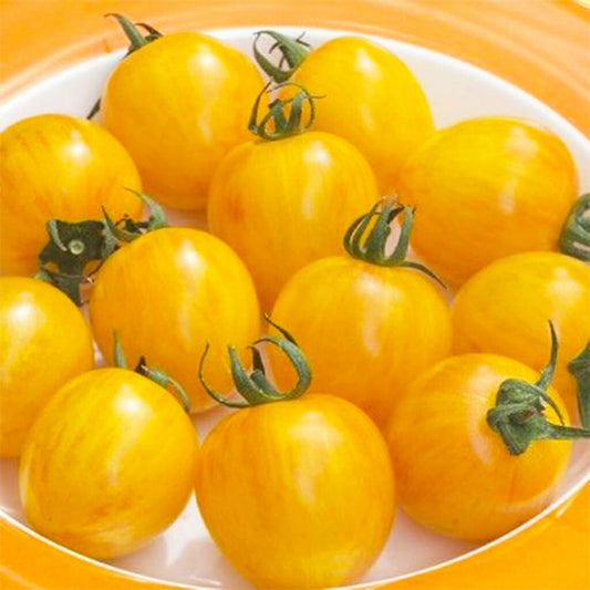 TOMATO - Yellow Cherry Honey Bee  - Lycopersicon esculentum