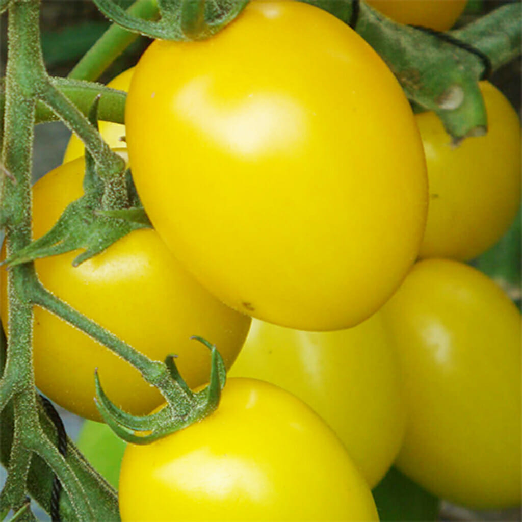 TOMATO - Golden Roma - Lycopersicon esculentum