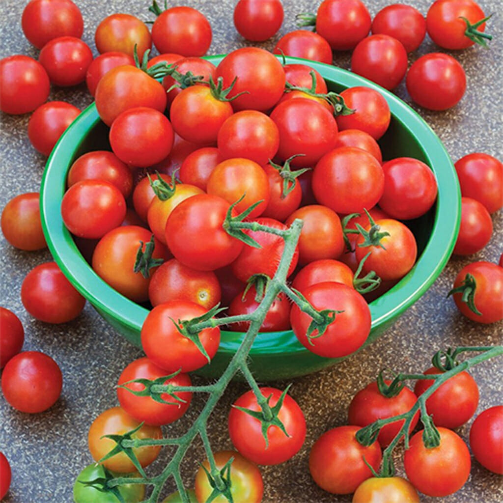 TOMATO - Garden Delight - Lycopersicon esculentum