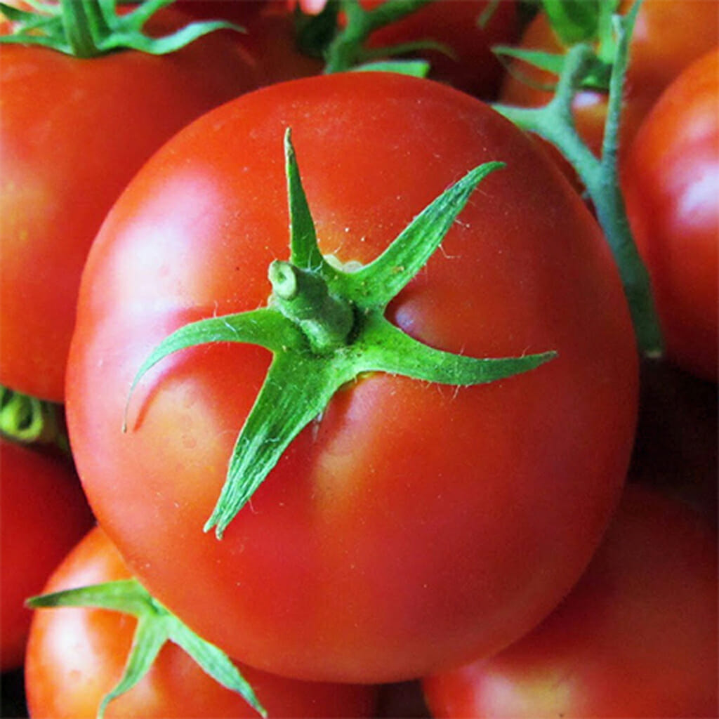 TOMATO - One Hundred Percent - Lycopersicon esculentum