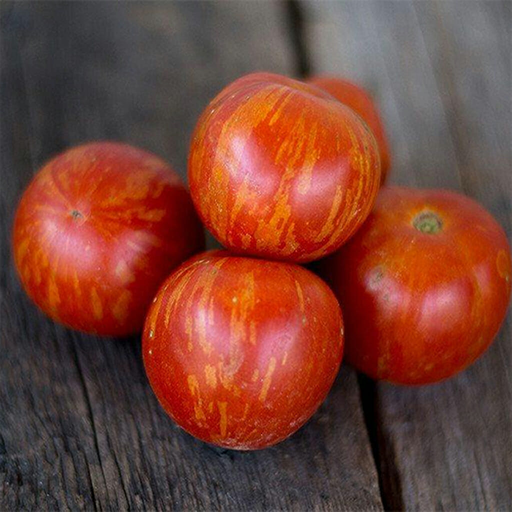TOMATO - Tigerella - Lycopersicon esculentum