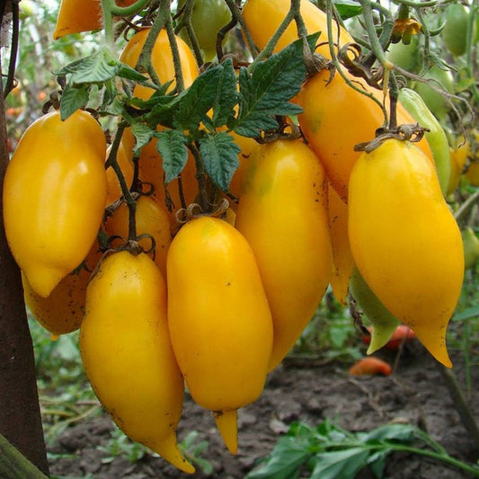 TOMATO - Banana Legs  - Lycopersicon esculentum
