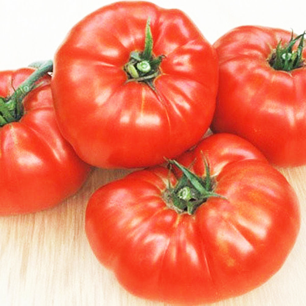 TOMATO - Blue Ridge Mountain - Lycopersicon esculentum