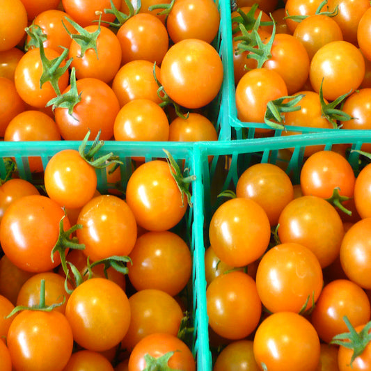 TOMATO - Orange Cherry  - Lycopersicon esculentum