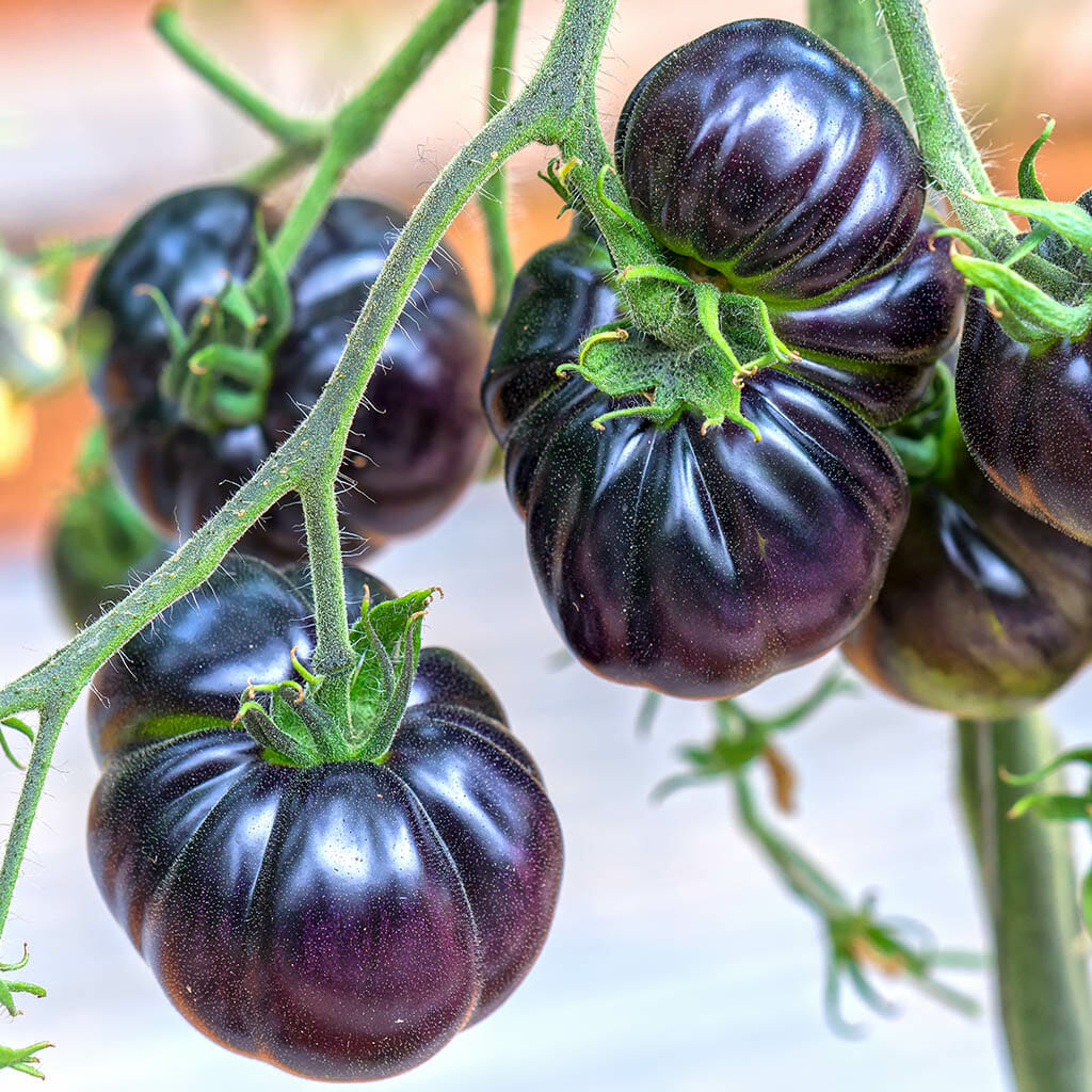 TOMATO - Black Beauty - Lycopersicon esculentum