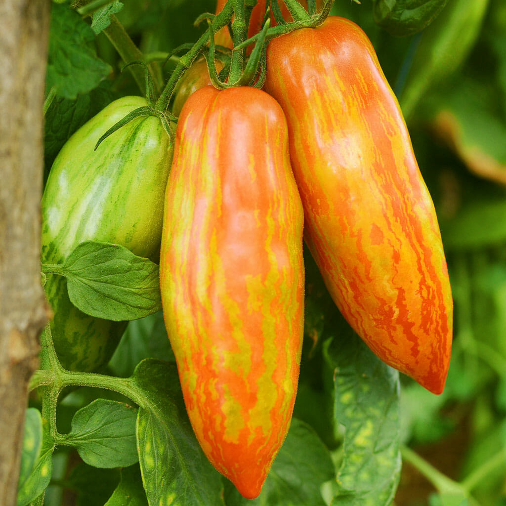 DWARF TOMATO - Pepper Like Stripe - Lycopersicon esculentum