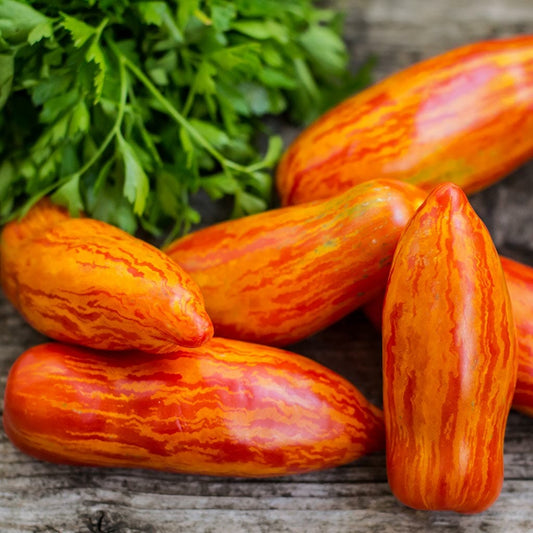 Dwarf Tomato - Pepper Like Stripe