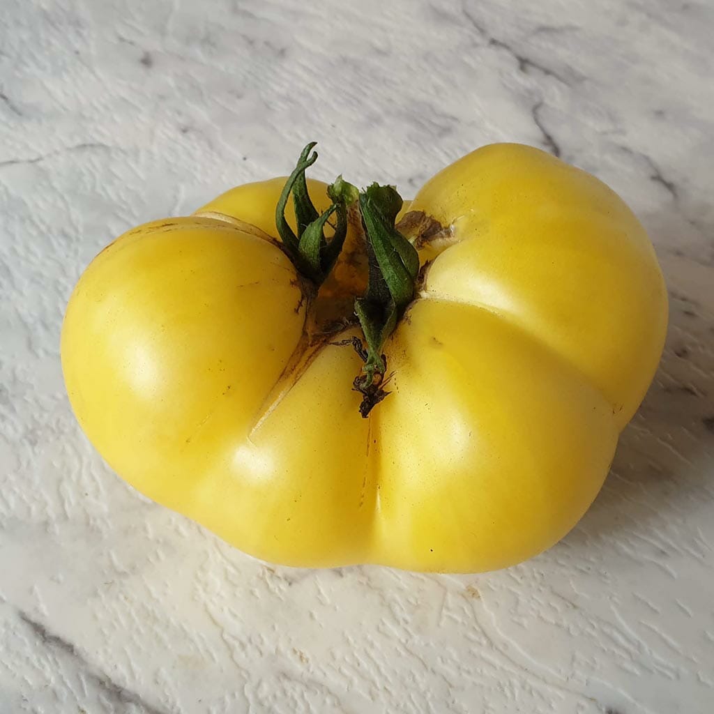 DWARF TOMATO - Sweet Sue - Lycopersicon esculentum