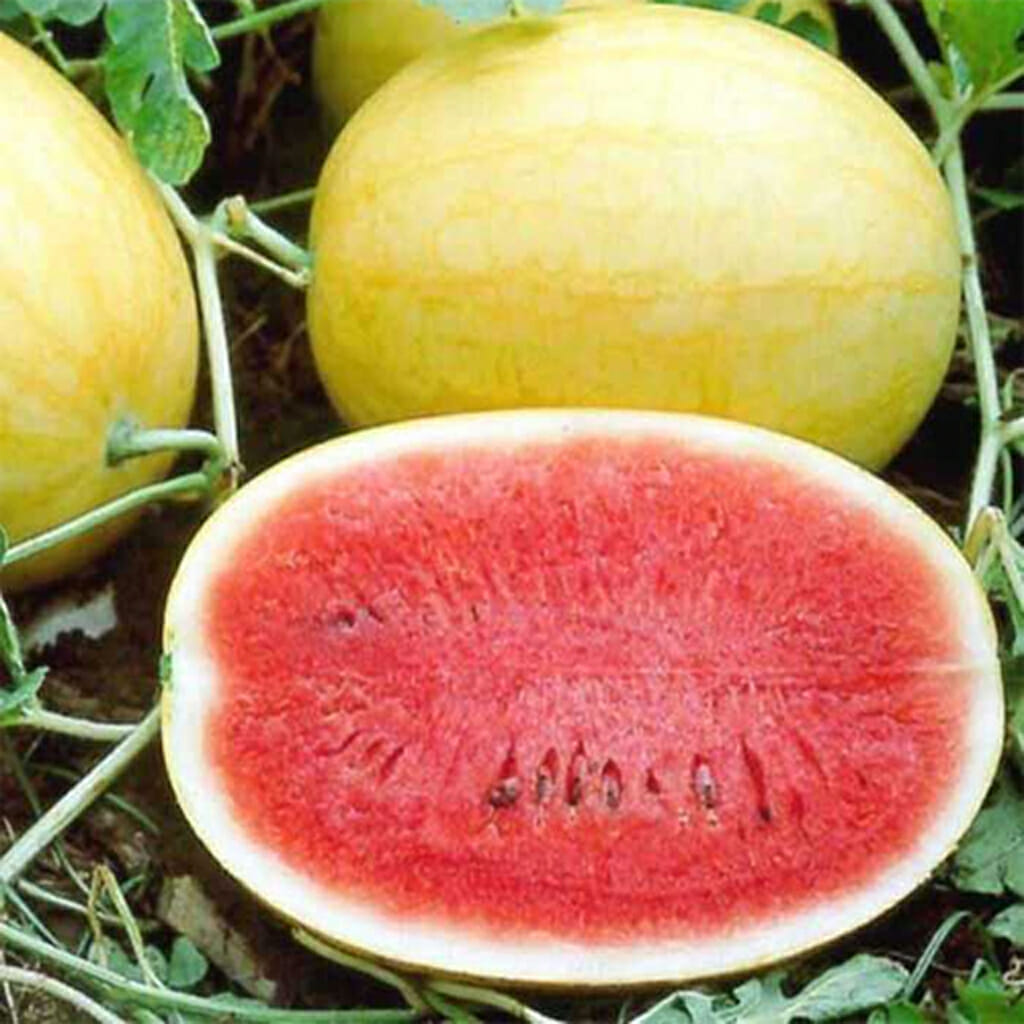 WATERMELON - Golden Pioneer - #