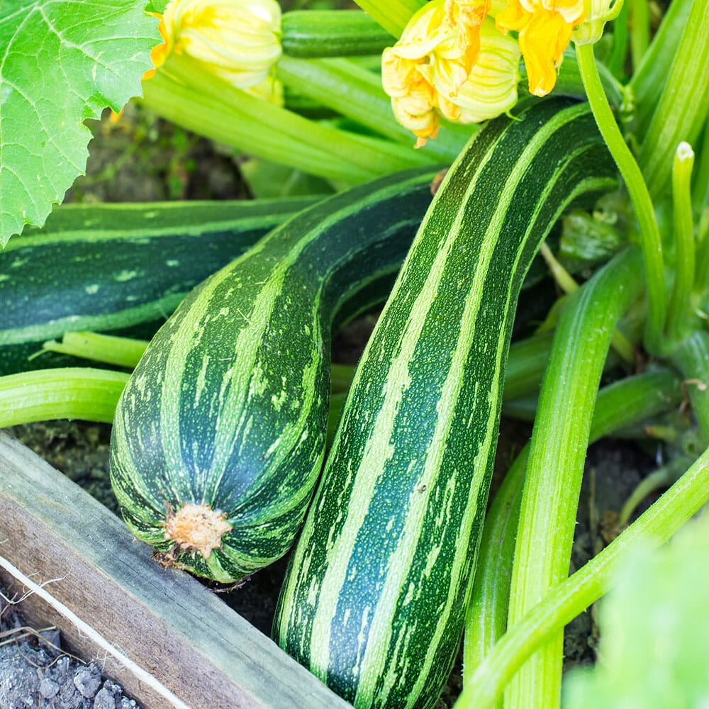 ZUCCHINI - Cocozelle - Cucurbita pepo