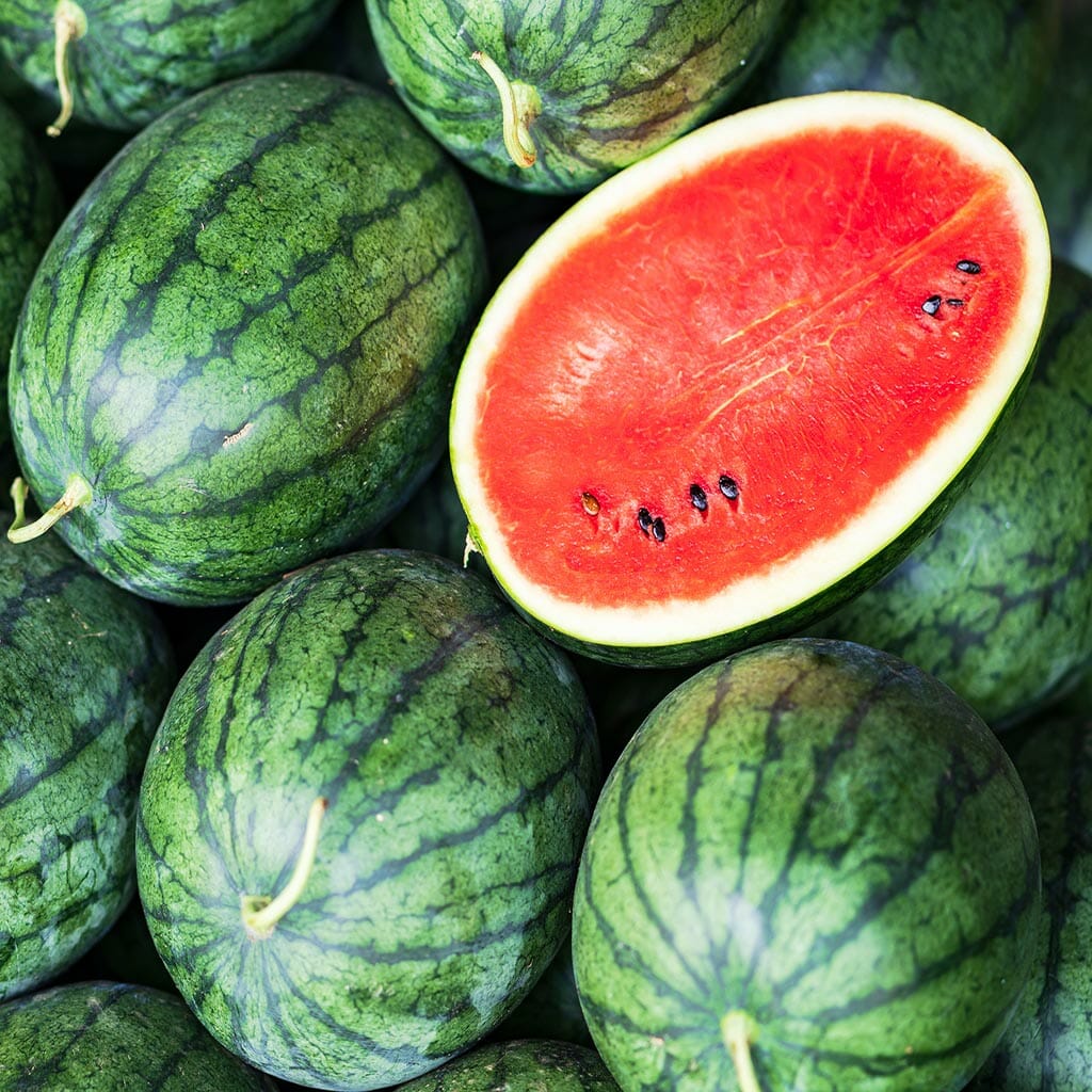 WATERMELON - Bush Jubilee - Citrullus lanatus