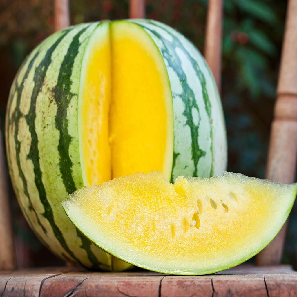 WATERMELON - Golden Honey - Citrullus lanatus