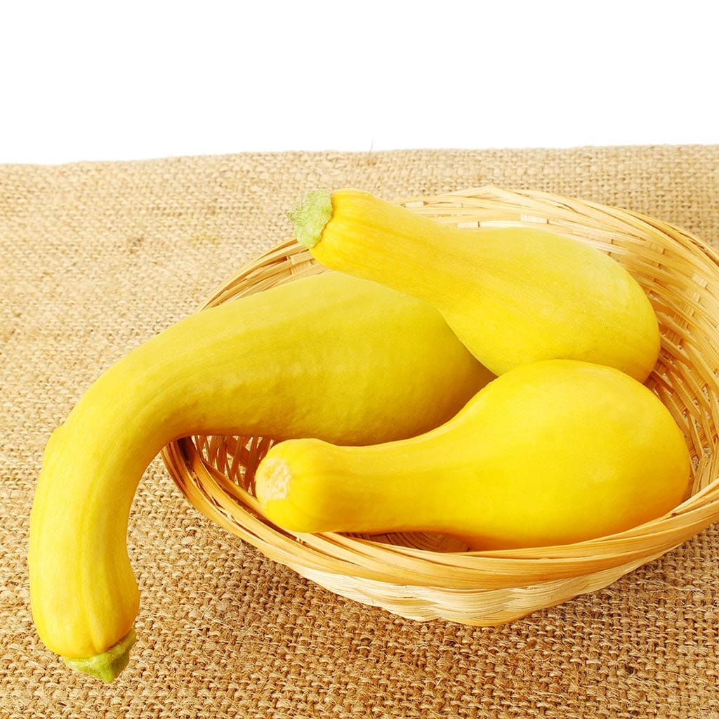 ZUCCHINI - Golden Crookneck - Cucurbita pepo