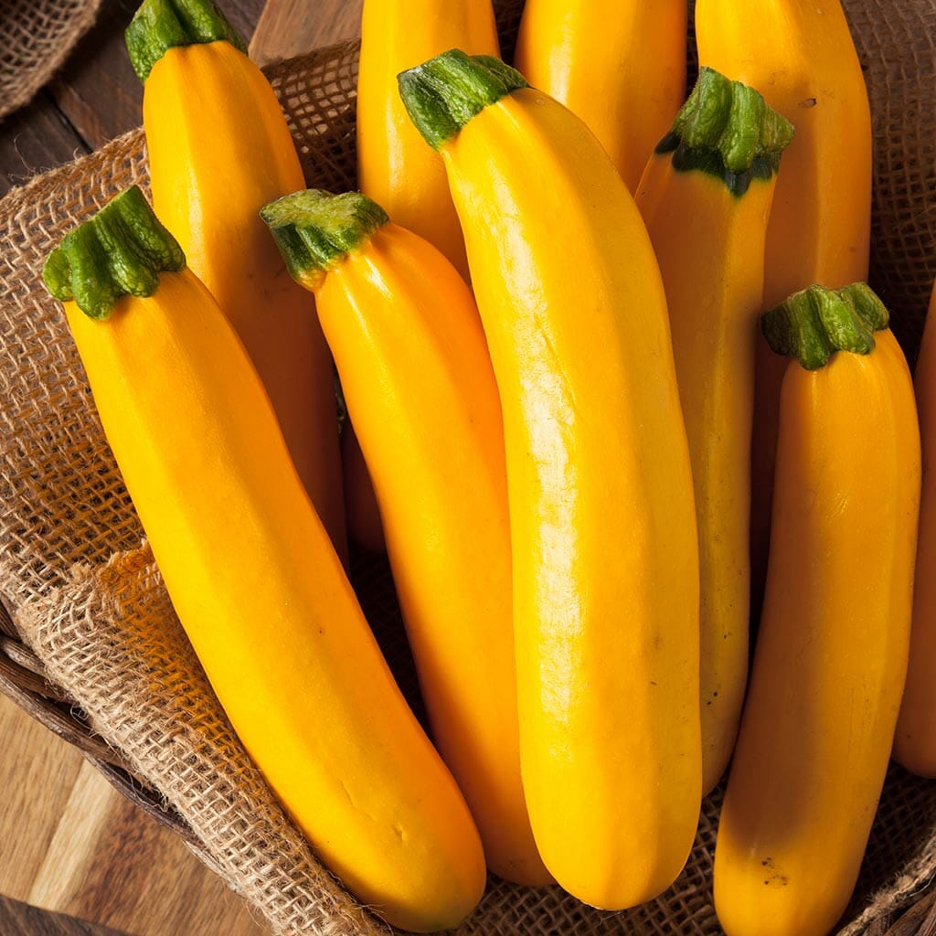 ZUCCHINI - Golden - Cucurbita pepo