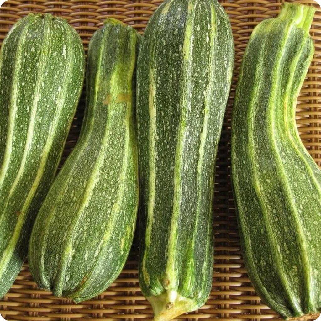 ZUCCHINI - Romanesco - Cucurbita pepo