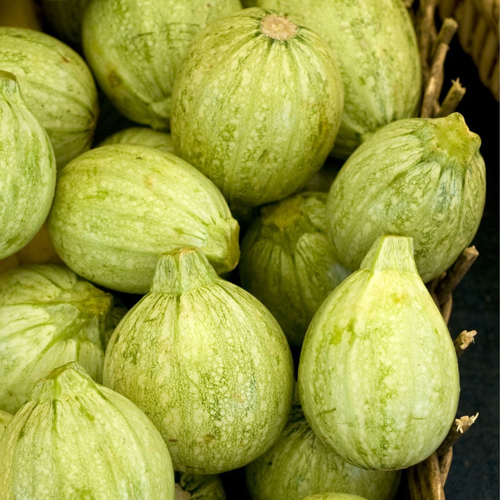 ZUCCHINI - Ronde De Nice - Cucurbita pepo