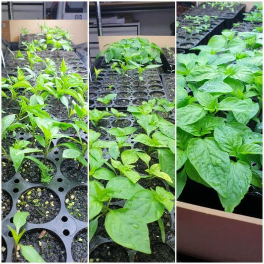 Chilli Seedlings