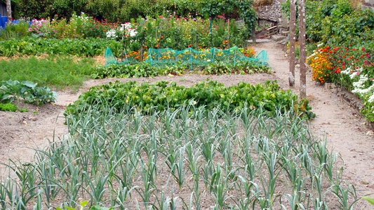 5 Veggies and Flowers to Plant this Spring Blog