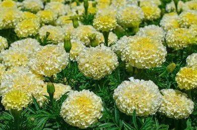 Marigold