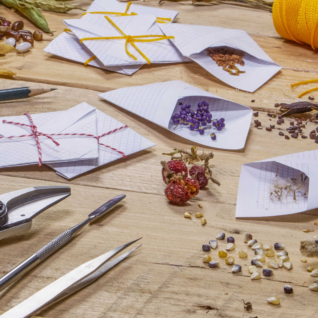 Seed Saving Tips to Keep the Harvests Coming