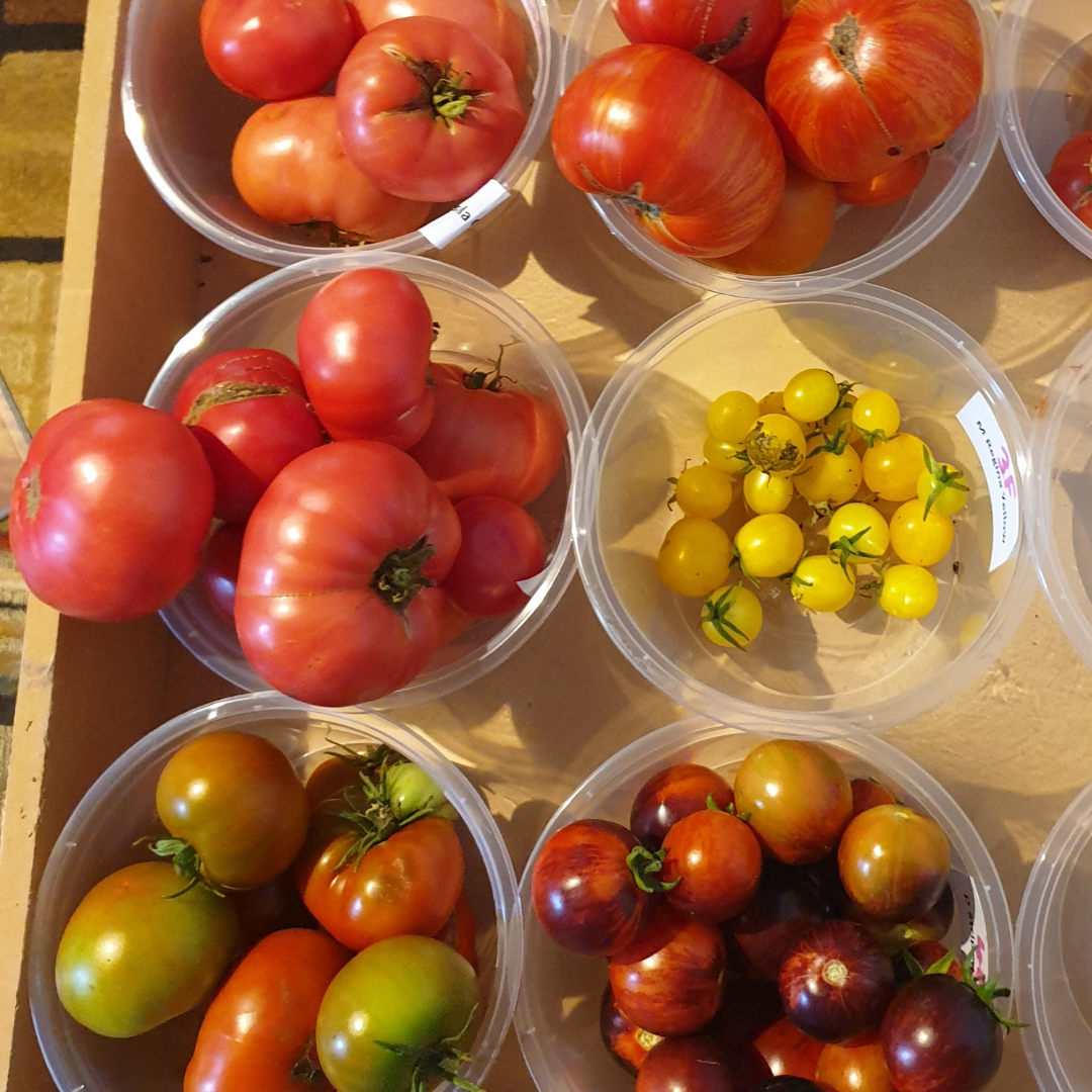 Seeds of Plenty - growing Tomatoes from seed