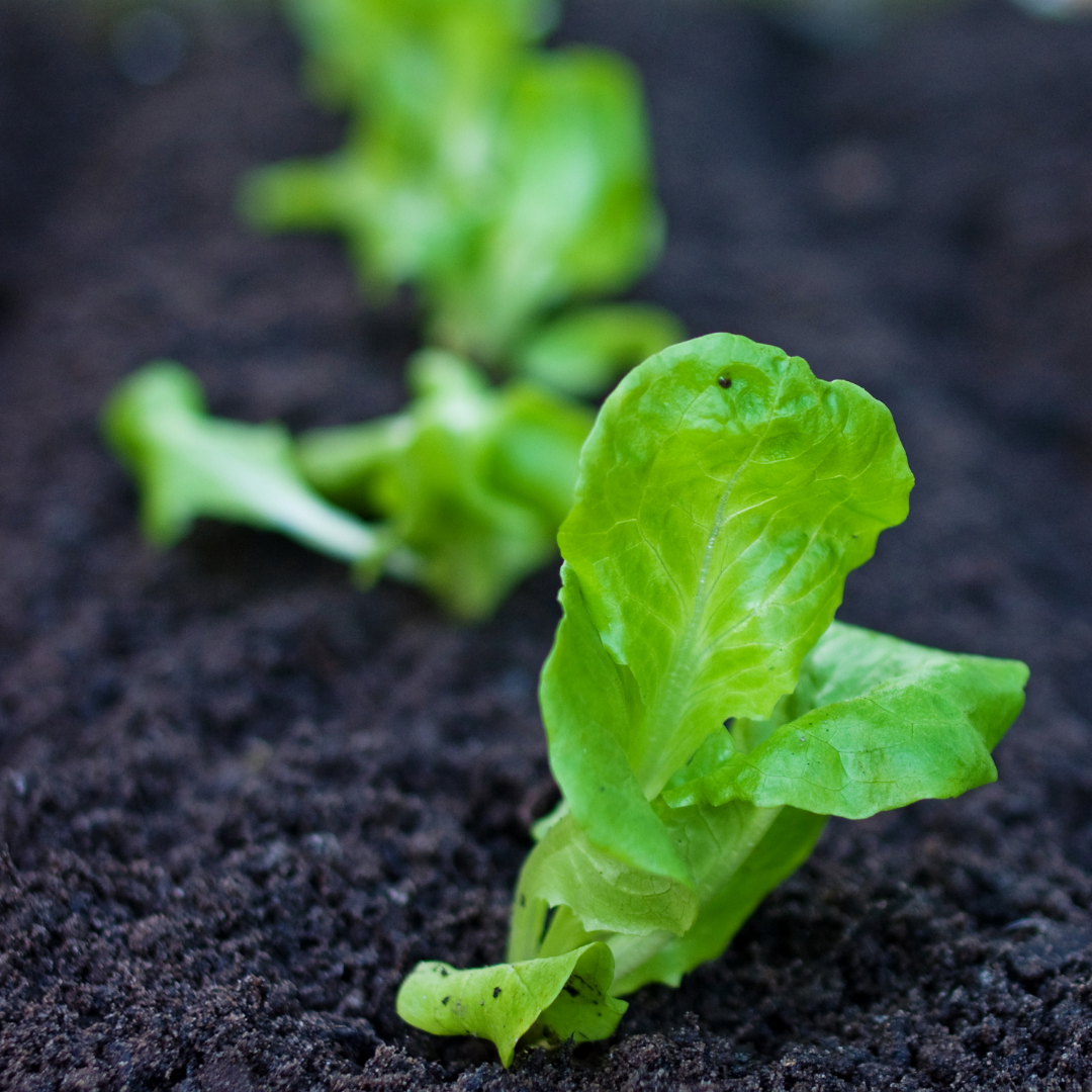 What Is Succession Planting An Australian Garden Guide Seeds Of Plenty what-is-succession-planting-an-australian-garden-guide-seeds-of-plenty