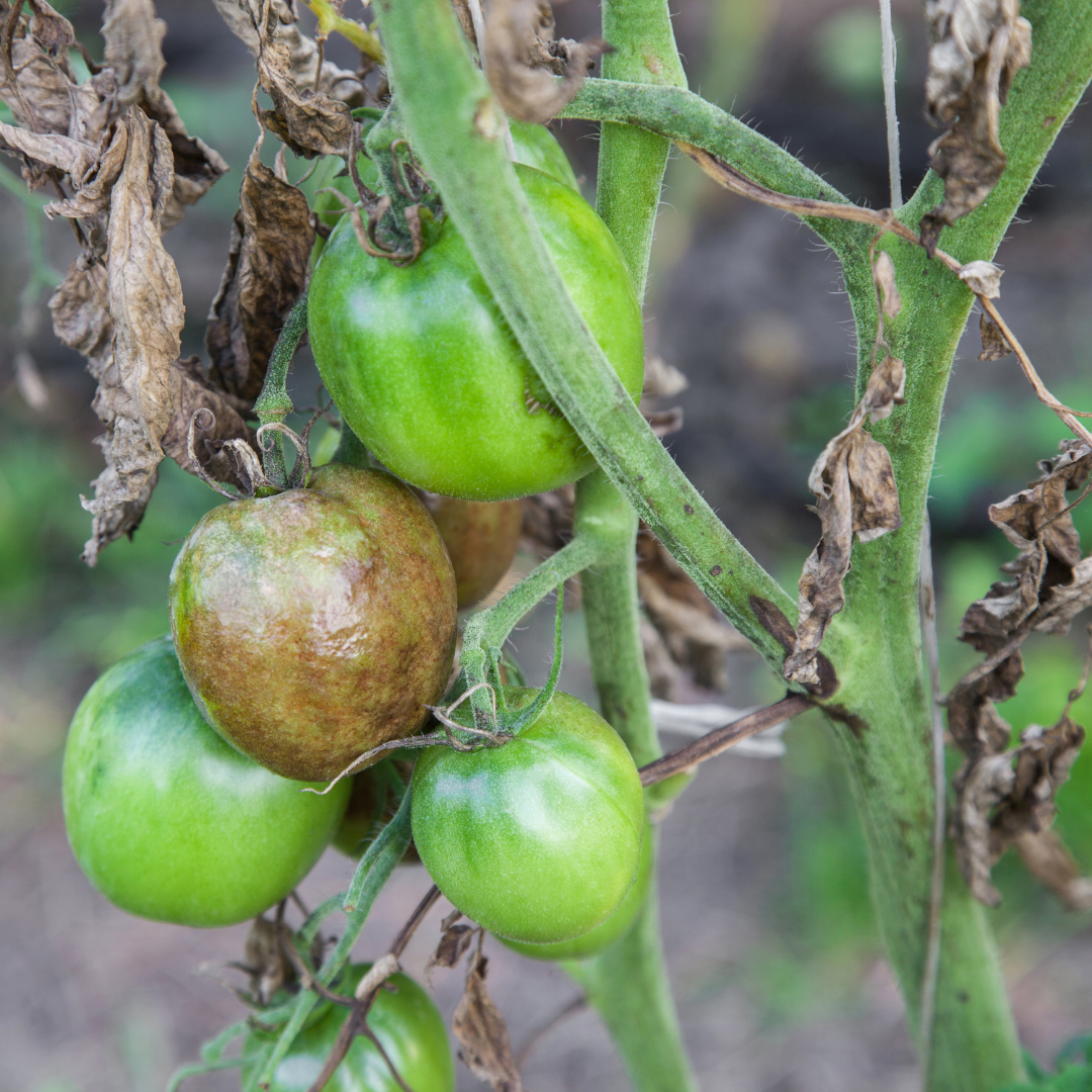 Troubleshooting Tomatoes - Heirloom Seeds - Seeds of Plenty