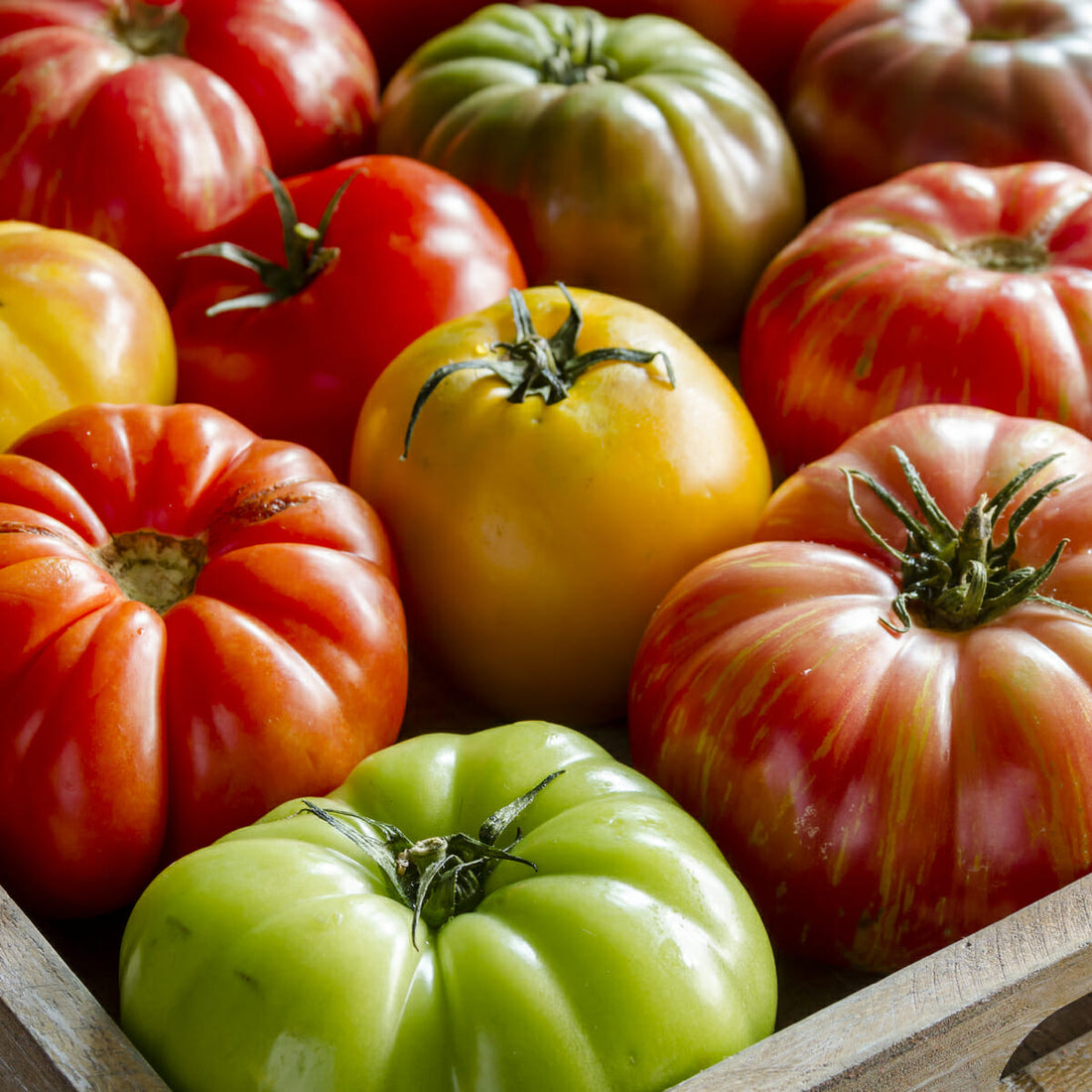 When to Pick Tomatoes For the Best Flavour and Colour