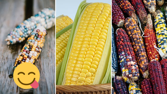 When is my corn ready? A Guide to Harvesting Corn Varieties