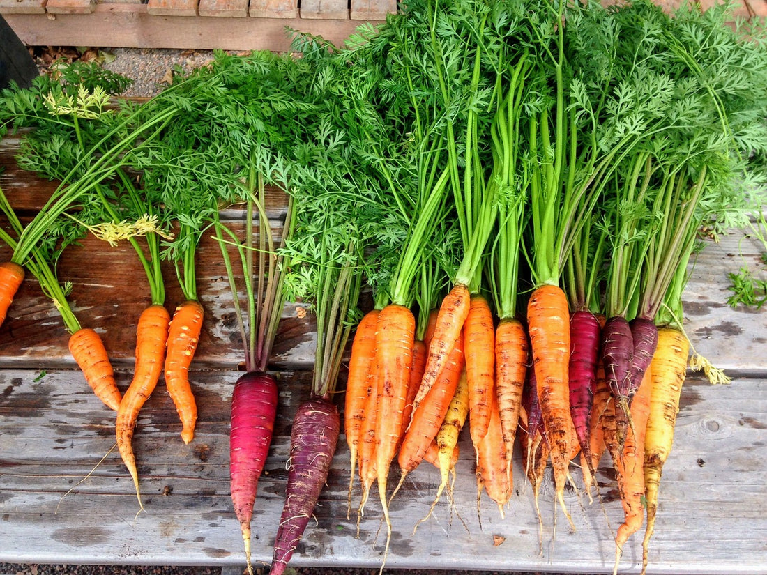 Absolutely Everything You Need to Know About Growing Carrots in Australia