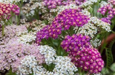 Achillea