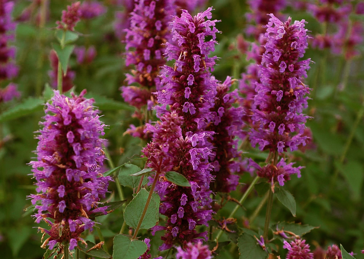 Agastache