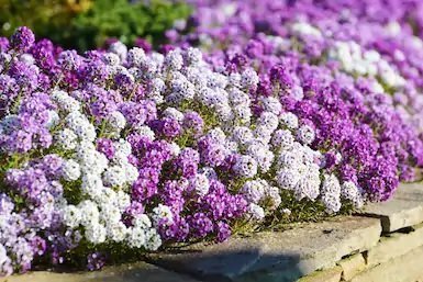 Alyssum