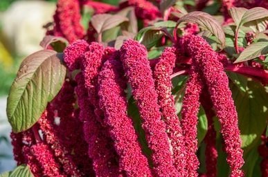 Amaranth