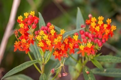 Asclepias