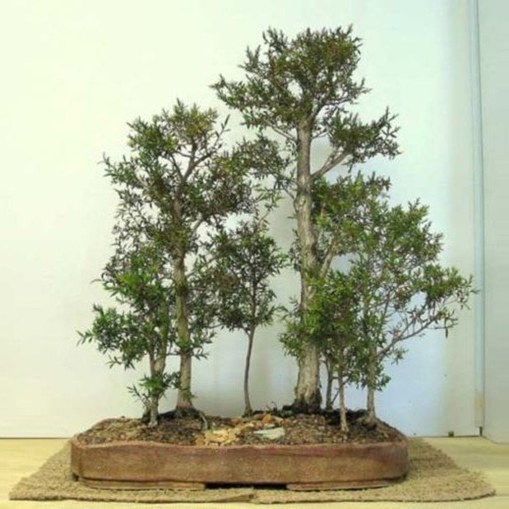 Australian Natives