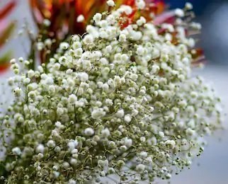 Baby's Breath