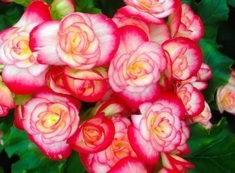 Begonia